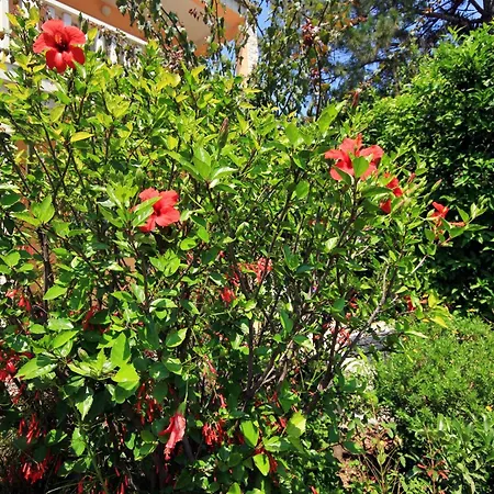 By The Sea Orebic, Peljesac - 641 * أوروبيتش