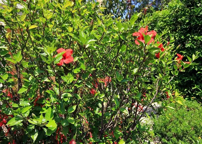 By The Sea Orebic, Peljesac - 641 * Orebić